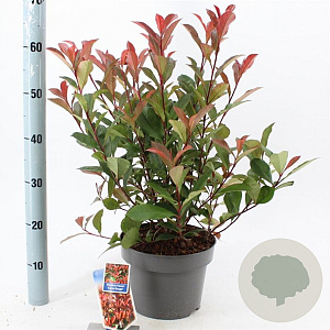 Photinia fraseri Carré Rouge 60-70 cm 5,0L