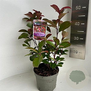 Photinia fraseri 'Red Robin' 15-20 cm 2,0L