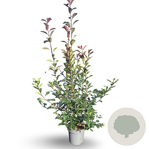 Photinia fraseri 'Red Robin' 100-125 cm 12L