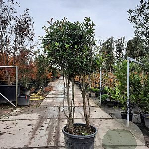 Photinia fraseri 'Red Robin' 175-200 cm cont. 130L paraplu