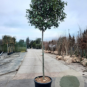 Photinia fraseri 'Red Robin' 180 cm stam container 20-25