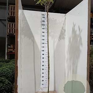 Photinia fraseri 'Red Robin' 180 cm stam 10L