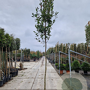 Photinia fraseri 'Red Robin' 180 cm stam 35L