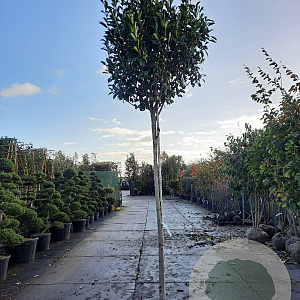 Photinia fraseri 'Red Robin' 200 cm stam container 18-20 leiboom
