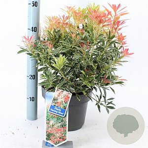Pieris 'Flaming Silver' 25-35 cm 5,0L
