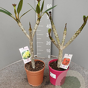 Plumeria rubra 30-40 cm 3,0L