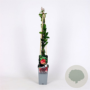 Punica granatum 70 cm 2,0L