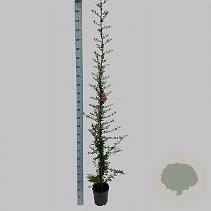 Pyracantha cocc. 'Red Column' 150-175 cm 5,0L