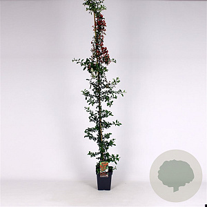 Pyracantha 'Orange Glow' 150-175 cm 5,0L