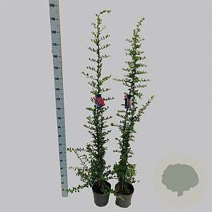 Pyracantha 'Orange Glow' 150-175 cm 5,0L
