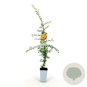 Pyracantha 'Soleil d'Or' 80-100 cm 2,5L