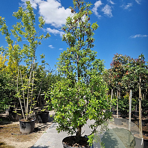 Quercus hispanica 'Fulhamensis' 250-300 cm container meerstammig