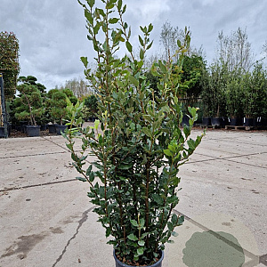 Quercus ilex 80-100 cm 5,0L