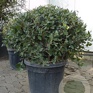 Quercus ilex 100 cm container bol