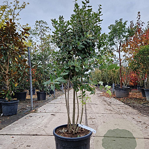 Quercus ilex 120-140 cm container meerstammig