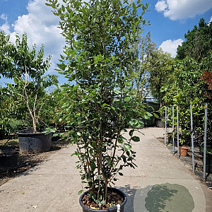 Quercus ilex 175-200 cm 30L
