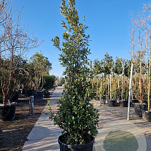 Quercus ilex 200-250 cm container solitair 2-3 tak