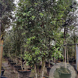 Quercus ilex 250-300 cm container meerstammig 