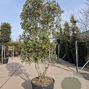 Quercus ilex 250-300 cm container meerstammig 