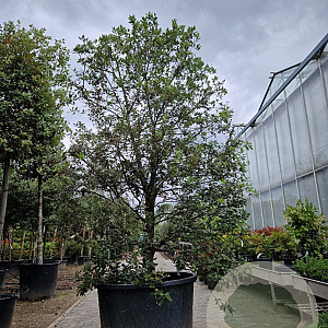 Quercus ilex 250-300 cm cont. 350L meerstammig