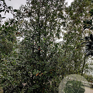 Quercus ilex 300-350 cm container meerstammig