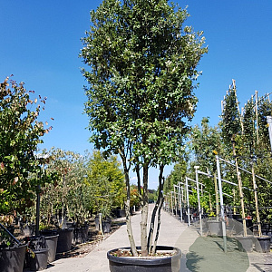 Quercus ilex 300-350 cm cont. 230L paraplu
