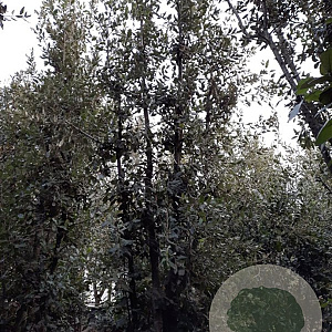 Quercus ilex 350-400 cm container meerstammig