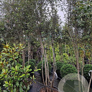 Quercus ilex 350-400 cm cont. 180L paraplu