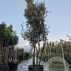 Quercus ilex 350-400 cm cont. 230L paraplu