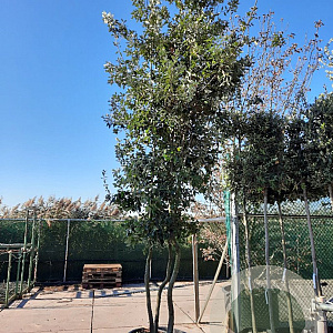 Quercus ilex 400-450 cm container struik