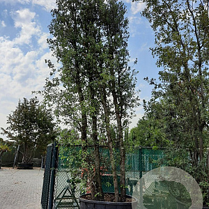 Quercus ilex 500-600 cm cont. 750L meerstammig