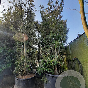 Quercus ilex 600-700 cm container
