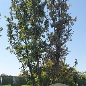 Quercus ilex 600-700 cm container meerstammig