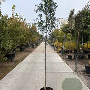Quercus ilex 150 cm stam container 8-10 leiboom
