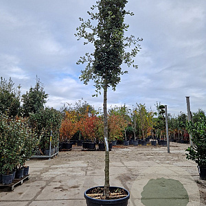 Quercus ilex 180 cm stam container 18-20 leiboom