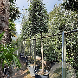 Quercus ilex 180 cm stam container 20-25
