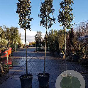 Quercus ilex 200 cm stam container 12-14
