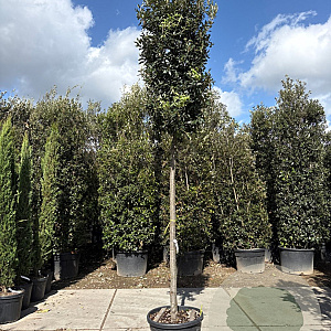 Quercus ilex 200 cm stam container 18-20 leiboom