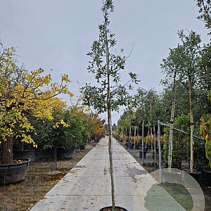 Quercus ilex 8-10 HO 35L