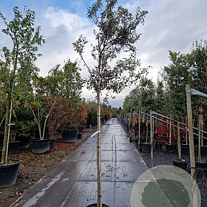 Quercus ilex 10-12 HO container lei 120x120