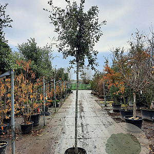 Quercus ilex 12-14 HO 35L