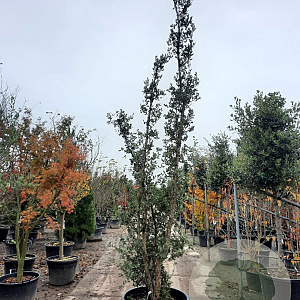 Quercus suber 350-400 cm cont. 230L meerstammig