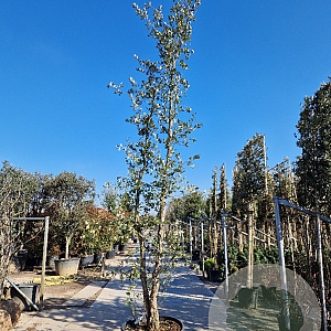 Quercus suber 400-450 cm cont. 230L meerstammig