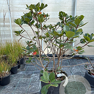 Rhaphiolepis umbellata 40-50 cm 10L