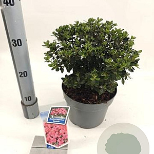 Rhododendron (AJ) 'Anouk' 20-25 cm 3,0L