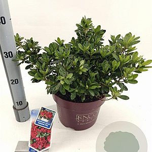 Rhododendron Encore Autumn Fire 30-35 cm 5,0L