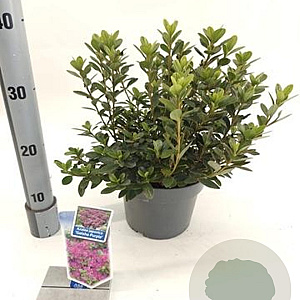 Rhododendron (AJ) Geisha Purple 20-25 cm 3,0L