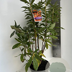 Rhododendron (AK) 'Golden Eagle' 40-50 cm 5,0L