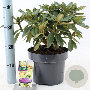 Rhododendron (Y) 'Golden Torch' 30-40 cm 5,0L