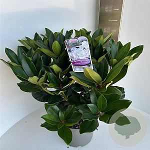 Rhododendron 'Gomer Waterer' 30-40 cm 5,0L